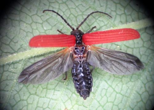 Pyropterus nigroruber